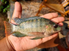 Premium Tilapia Fillet...