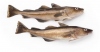 Atlantic Cod Fish Expo...