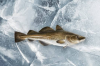 High Quality Cod Fille...