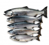 Premium Frozen Salmon ...