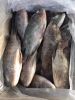 Frozen Whole Tilapia F...