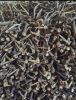 Deer Antlers (Cervus t...