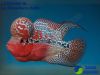 Ornamental fish