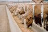 cattle feed importers,...