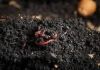 Vermicomposter Fertili...