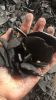 coconut shell charcoal