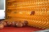 H type layer chicken cage