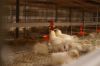 H type layer chicken cage