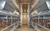 H type layer chicken cage