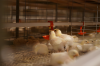 Broiler Pan Feeding Sy...