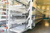 H type broiler battery...