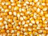 Yellow Corn, White Cor...