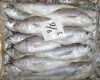 SILVER CROAKER