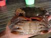 soft shell crab ( froz...