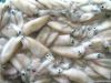 frozen squid