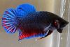 Betta  warrior
