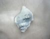 sea shell