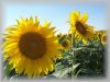 refined sunflower oil ...