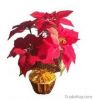 artificial Christmas flower