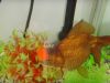 Goldfish Pompon