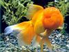 Lionhead Goldfish