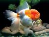 Lionhead Goldfish