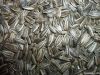 New Crop Sunflower Seeds Suppliers | Sunflower Seed Exporters, | Sunflower Black Seed  | Striped Black Seed | Flowers Seed | Sunflower Kernels