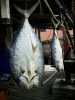 Salted dried fish
