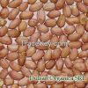 Panuts grains,Groundnut HIGH QUALITY-LOW PRICE