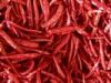 chaoTian chilli