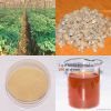 American Ginseng Extract