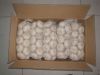 pure white garlic