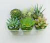 Mini Potted Plants, ar...