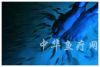 Doctor fish, Massage F...