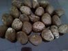 WHOLE DRIED TAGUA NUT