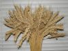 Wheat | Wheat exporter...