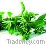 Stevia cultivation tra...