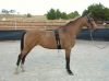 American Saddlebred Ho...