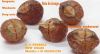 nueces de lavado , sap...