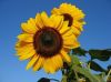 Refined Sunflower Oil,...