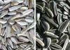 Sunflower's seeds
