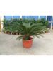 hci_cycas2