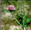 Red clover extract