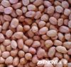 Peanut kernels Hsuji/r...