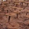 Reishi Mushroom Extrac...