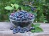 Blueberry Extract