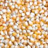 Maize | Maize Exporter...