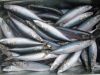 Chub Mackerel (Scomber...