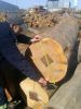 Eucalyptus Grandis Rou...