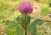 Red Clover P.E.